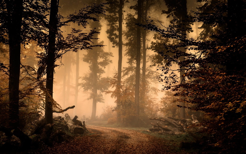 2K, sunlight, non-urban scene, streaming, land, plant, tree trunk, growth, tranquil scene, no people, trunk, tranquility, trees, day, log, dirtroad, scenics - nature
