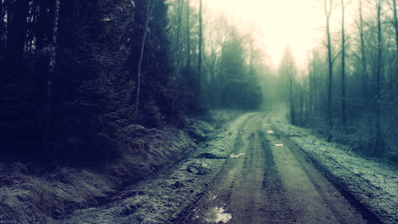 forest, path, mist, road, dirt, trees, forest clearing, mud, 1080P, dirty, nature, dirtroad