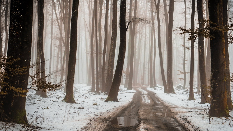 outdoors, winter, white color, tree, 2K, path, snowing, day, cold temperature, Poland, no people, dirtroad, nature, plants, woodland, mist, coniferous tree