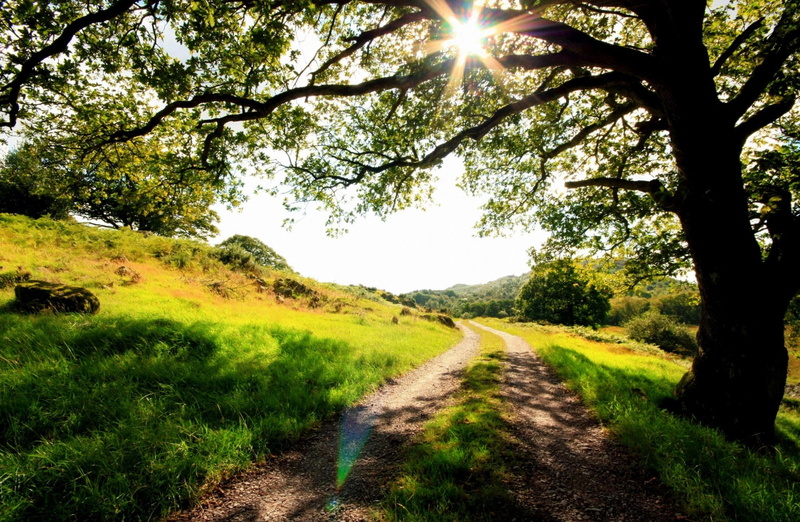 scenics - nature, direction, natural, trees, 1080P, unitedkingdom, plant, Path, sunlight, United Kingdom, Sunshine, green color, dirtroad, Europe, outdoors