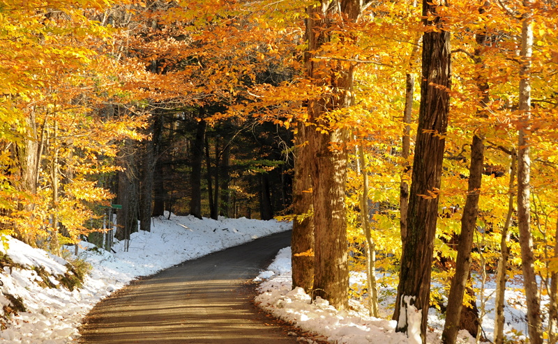 dirtroad, putney, beauty in nature, yellow, forest, land, outdoors, growth, woodland, concrete, Seasons, Golden, Beautiful, Vermont, day, Autumn, tree