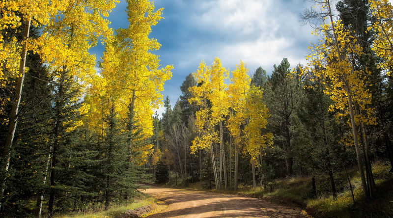 yellowtrees, tree, Autumn, long, Leaves, non-urban scene, beauty in nature, View, autumn collection, tranquil scene, woodland, visit, Trees, tranquility