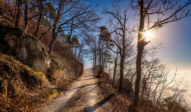 scenics - nature, Dirtroad, sun, lens flare, direction, footpath, Trees, tree, beauty in nature, road, no people, diminishing perspective, plant, nature