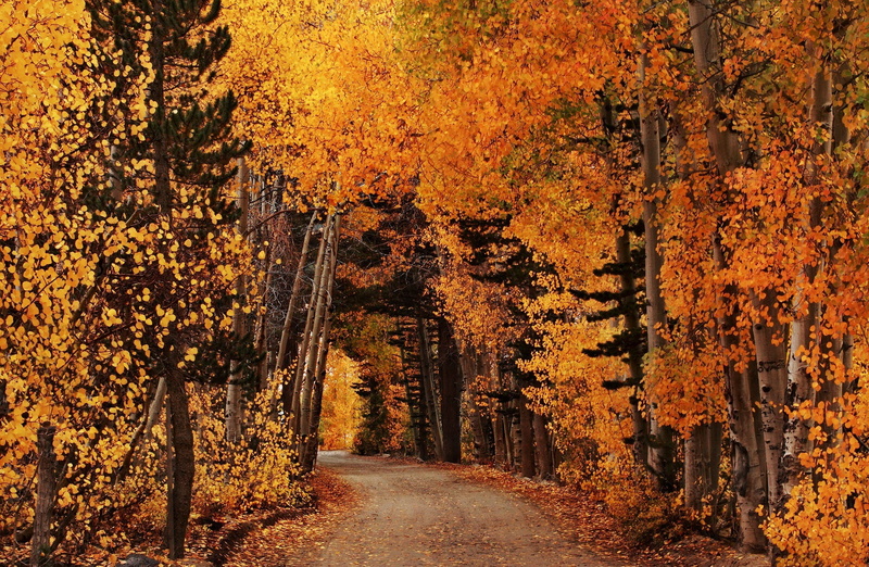 leavesondirtroad, nature, mountainlandscape, Dawn, earlymorningsunrise, plant, Golden, scenics - nature, redtrees, coloredleaves, trees, Light, leafed