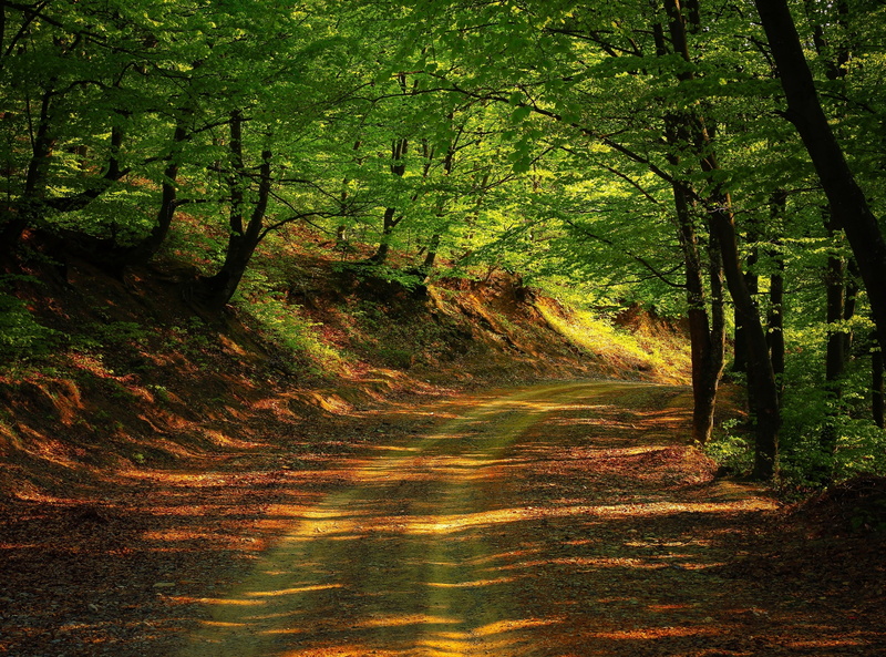 land, Outdoor, direction, trunk, growth, woodland, beauty in nature, tree, no people, footpath, tranquil scene, the way forward, 2K, day, Explore, sunlight