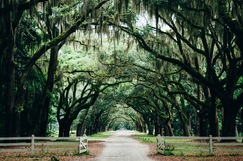USA, oak trees, dirtroad, trees, leaves, savannah, nature, walkway, 4K