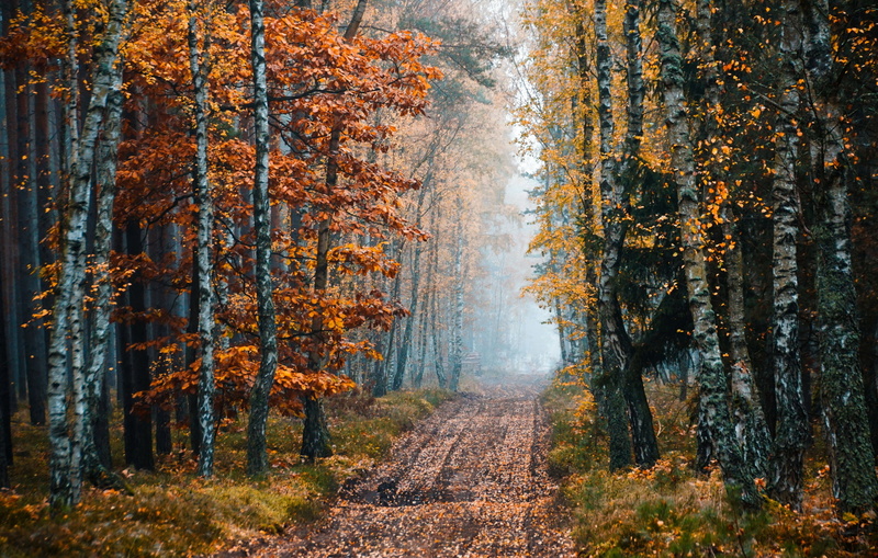 Dirtroad, nature, 2K, Trees, Fall