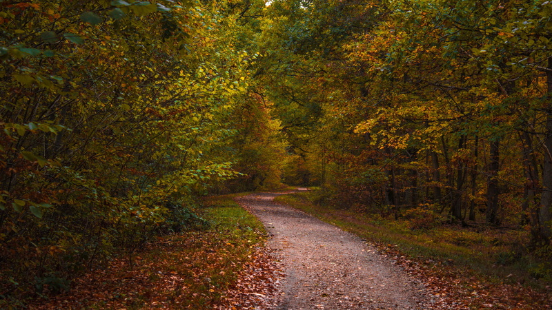 nature, dirtroad, plants, fall, forest, leaves, trees, 1080P, path, grass