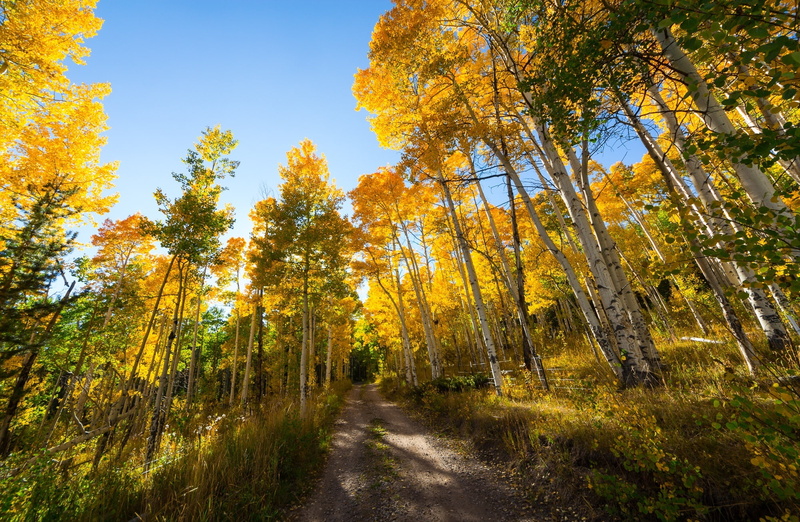 f800gs, tranquil scene, footpath, fallcolors, Yellow, kremmling, the way forward, coloroado, land, Aspens, non-urban scene, day, Motorcycle, 1080P, beauty in nature