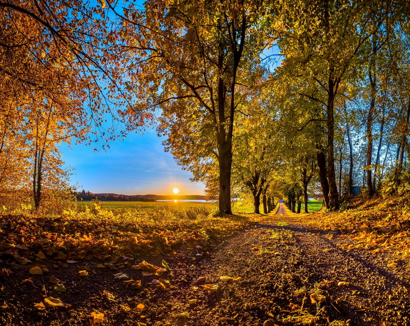 pathway, idyllic, 5K, tranquil scene, land, Trees, autumn collection, countryroad, beauty in nature, outdoors, Forest, tree, Road, change, orange color