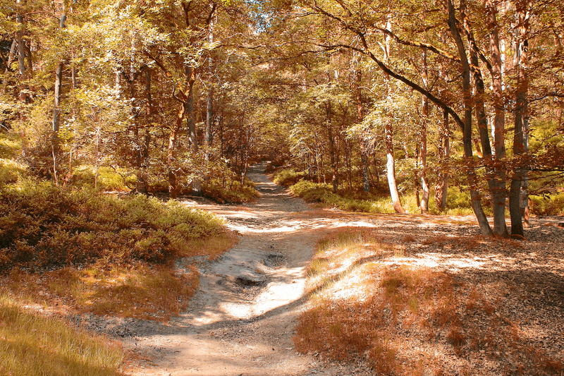 water, autumn, forest, road, plant, tranquil scene, no people, woods, land, non-urban scene, trees, nature, scenics - nature, 4K, tree, raysofthesun, sunlight