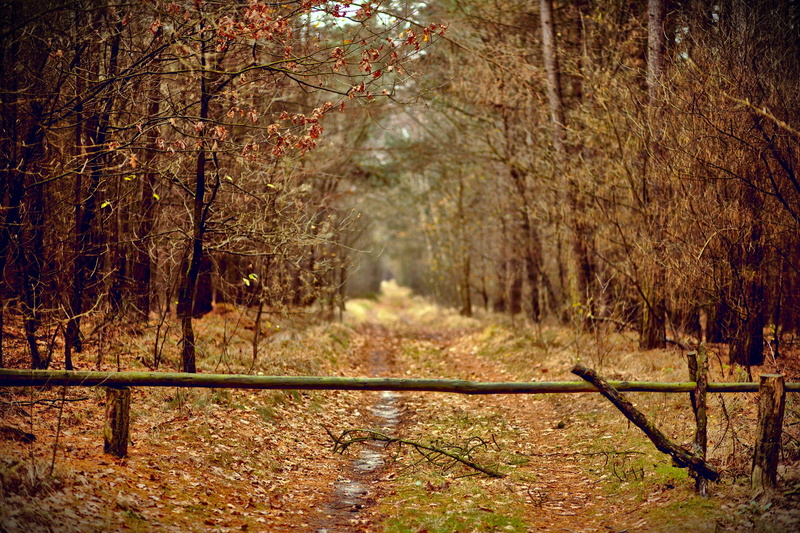 tranquil scene, winnerstraat, plant, nature, no people, trees, the way forward, tree, trail, autumn, 2K, scenics - nature, footpath, belgium, land, brown