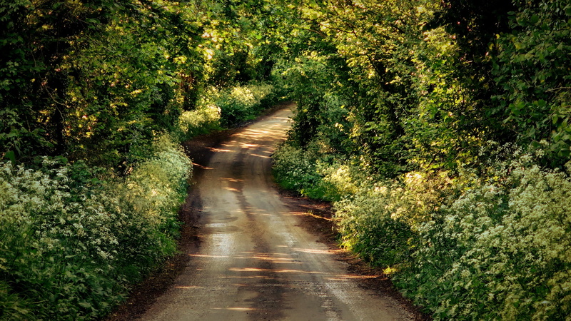 England, UK, plants, dirtroad, trees, nature, road, 1080P, leaves, forest