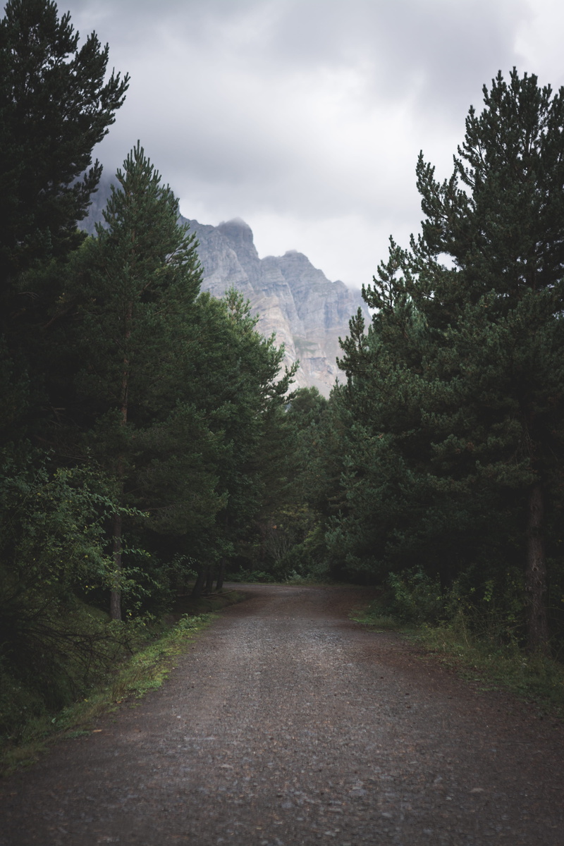 beauty in nature, green color, direction, 5K, tree, outdoors, pine, nature, the way forward, mountain, trees, pyrenee, discovery, fir, non-urban scene