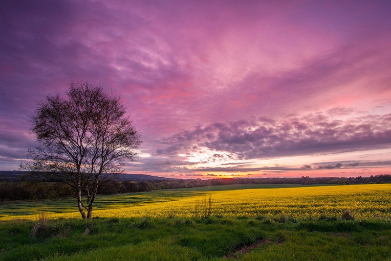 rural Scene, dawn, sun, field, pasture, cloud - Sky, hill, tranquility, tree, idyllic, sky, purple, 1080P, sunlight, autumn, green, flower, morning, multi Colored