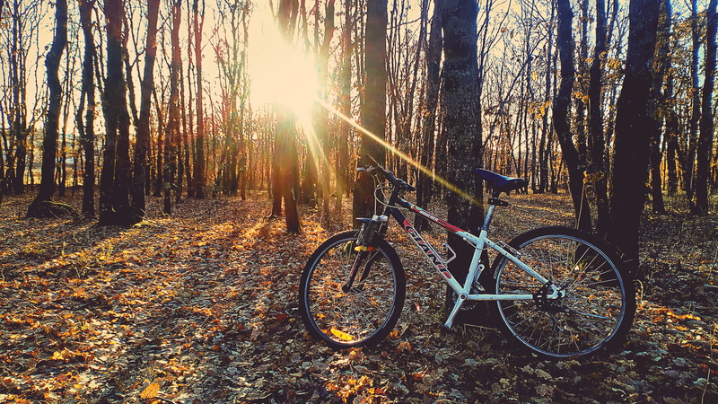 white, sun, no people, woodland, land, woods, beauty in nature, change, land vehicle, daytime, wheel, transportation, environment, mode of transportation
