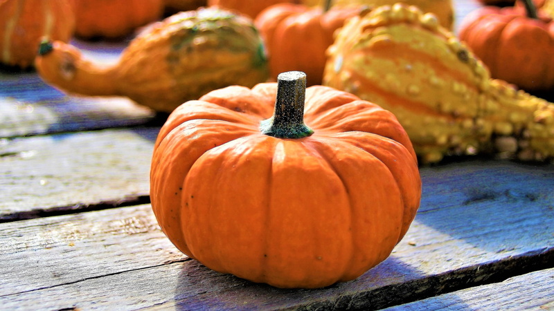 squash, decoration, the cultivation of, celebration, freshness, vegetable, halloween, orange, food, agriculture, hdr, photo, outdoors, gourd, food and drink