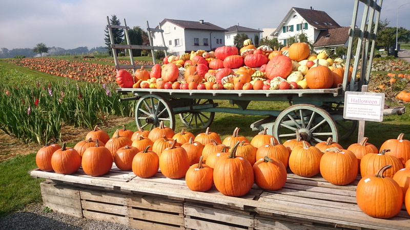 farm, called rothmans, freshness, organic, autumn, no people, ripe, wellbeing, farmers market, 4K, food, large group of objects, day, halloween, food and drink