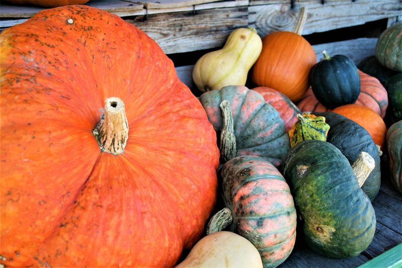 variation, food, autumn, pumpkins, choice, wellbeing, close-up, no people, orange color, large group of objects, squash - vegetable, healthy eating, for sale