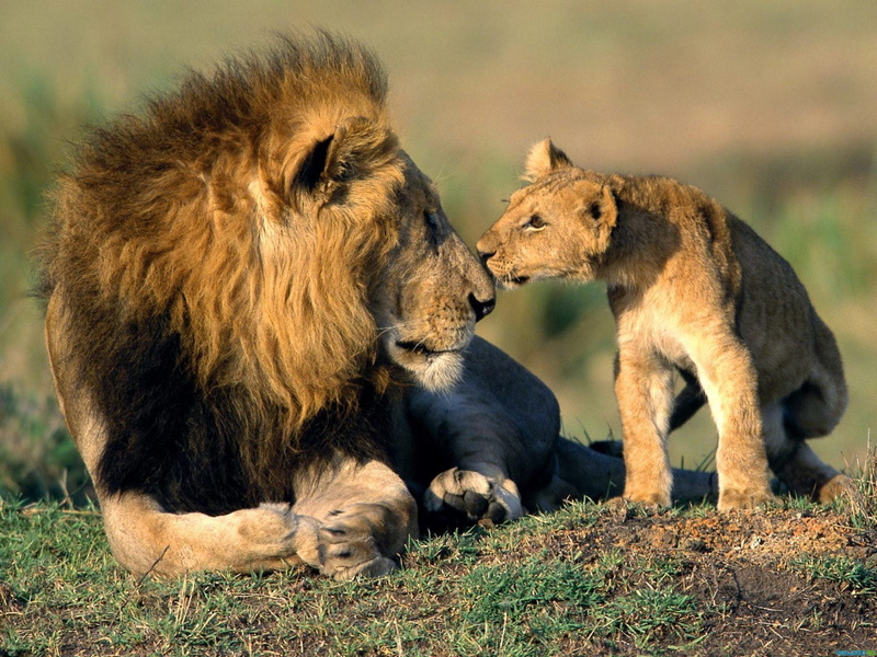 Leo, savannah, safari, cat, feline, africa, undomesticated Cat, vertebrate, kenya, animal family, no people, nose, tanzania, serengeti National Park, outdoors