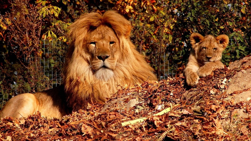 Son, carnivora, cat, land, group of animals, brown, Lion, mammal, Lion cub, Zoo, Trees, animals in the wild, Autumn, day, animal themes, 1080P, animal wildlife
