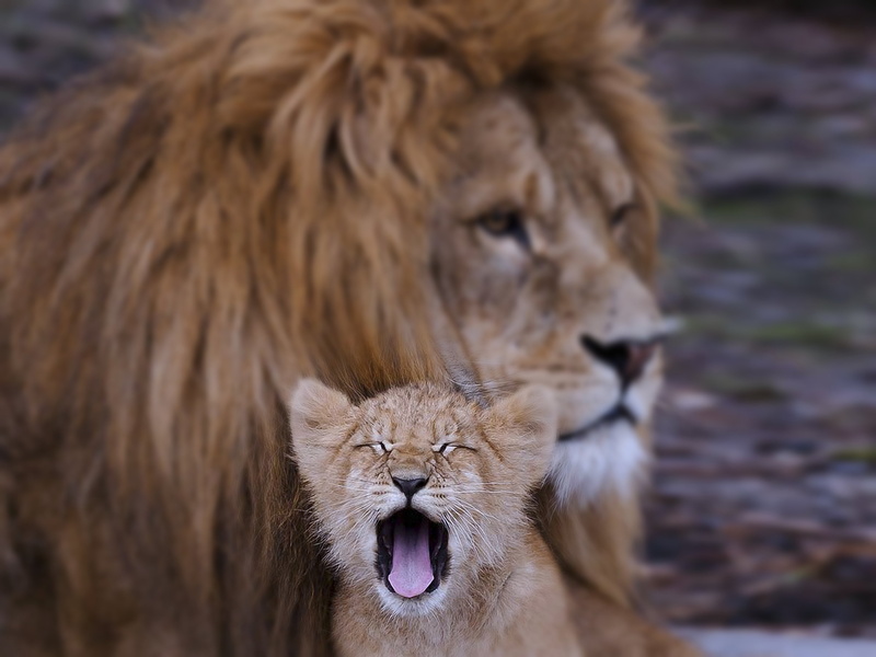 Wilds, animals, Africa, Dad, son, kids, family, Father, 4K, Cub, predators, lion