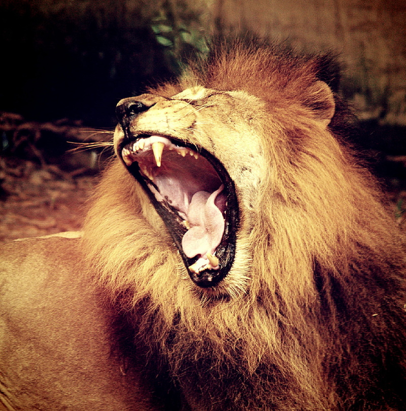 carnivore, mouth, ferocious, pride, predator, animals in the wild, roaring, fur, africa, animal body part, day, focus on foreground, wild, lion - feline