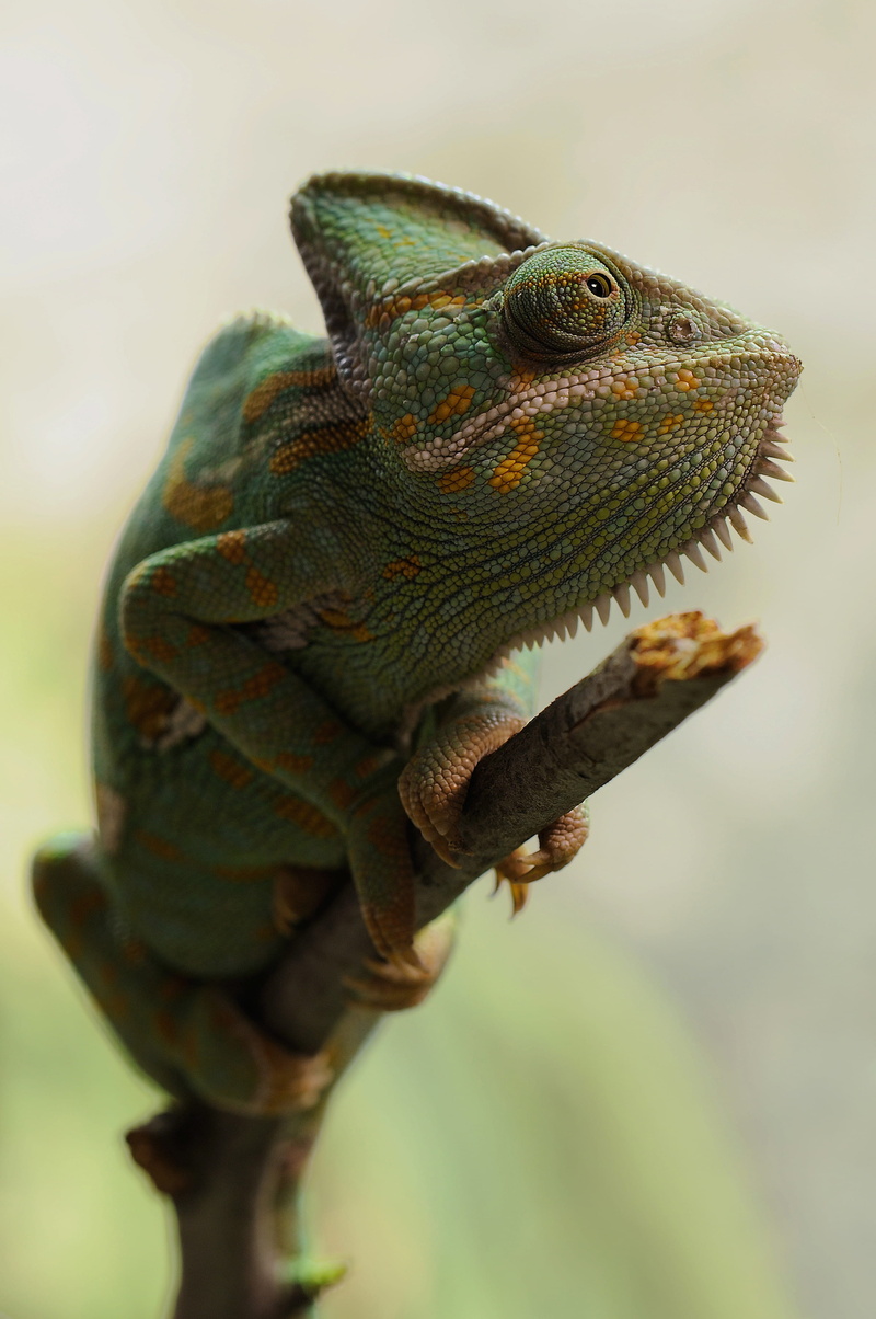 close-up, one animal, animal body part, yemen chameleon, no people, animal, vertebrate, photography, nature, female, looking away, side view, lizard, branch