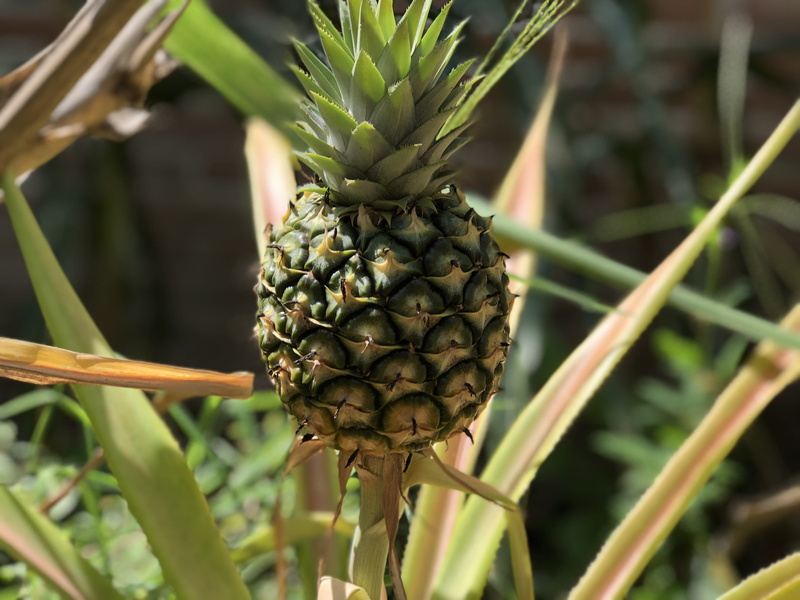 bordonal, healthy eating, food, fruit, plant part, pineapple, garden spider, tropical fruit, invertebrate, spider, no people, tree, outdoors, unnamed road