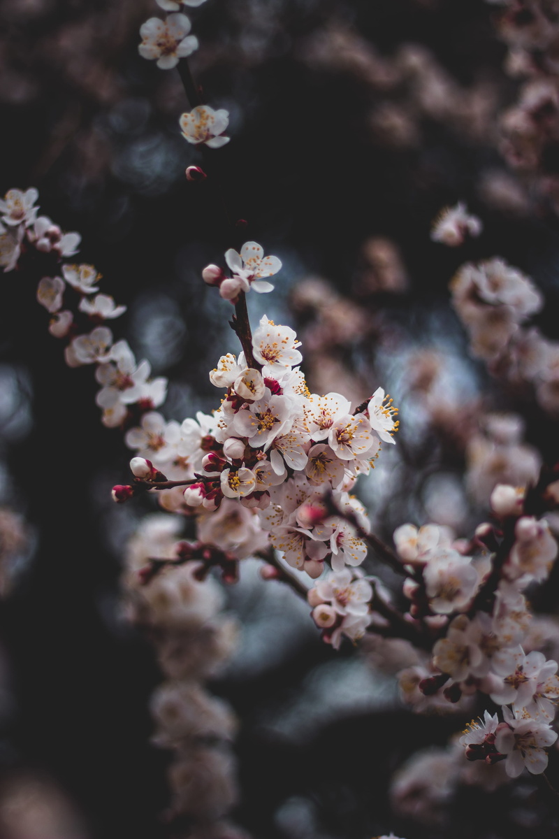 turkey, 4K, springtime, produce, flowering plant, white, selective focus, fruit, flower head, close-up, branch, april, flowers, freshness