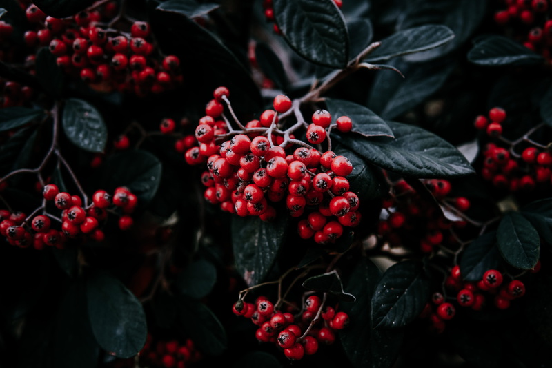 close-up, mood, plant, life, forest, berries, view, cherry, blossom, berry fruit, outdoors, istanbul, plant part, nature, food, healthy eating, leaves