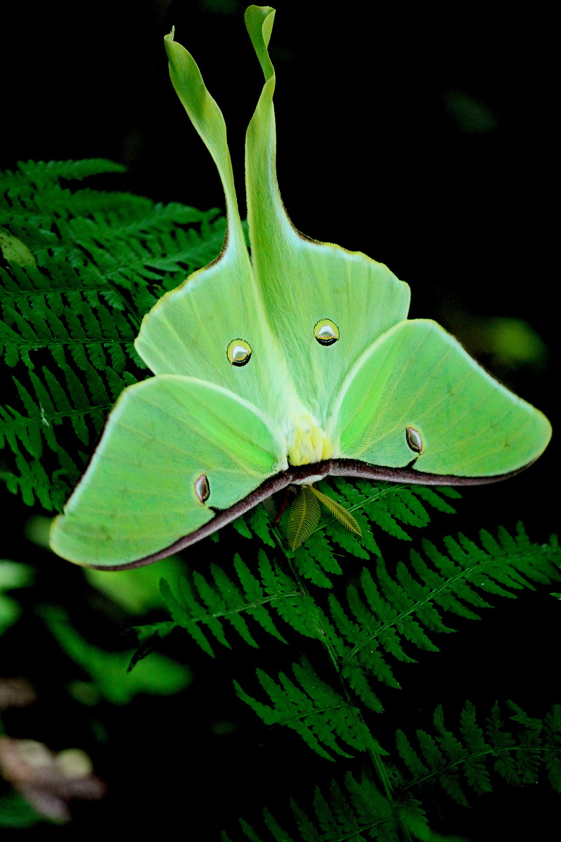 animal, leaf, animals in the wild, outdoors, moth, selective focus, growth, invertebrate, closeup, animal themes, 5K, photography, luna, nature, plant