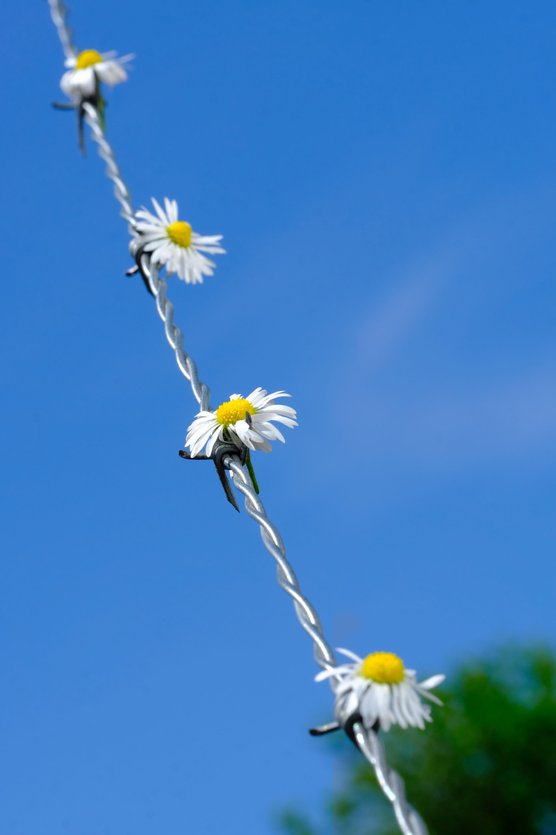 blossom, daisy, nature, bloom, protect, white color, beauty in nature, risk, softness, day, plant, vulnerability, demarcation, inflorescence, petal, 5K