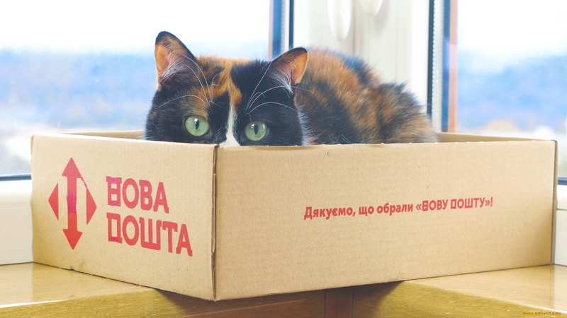 boxes, cat, animals, 1080P