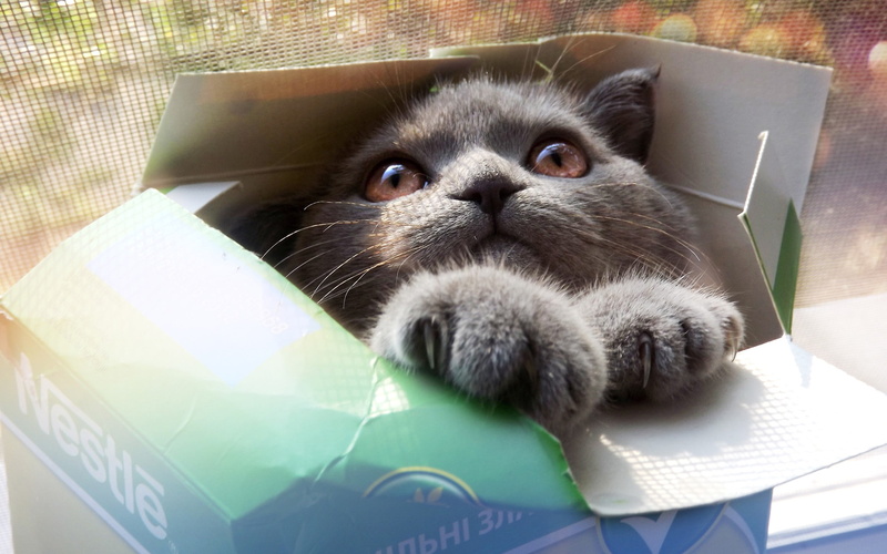 cat, mammal, domestic animals, lying down, feline, animals, portrait, looking at camera, domestic, 2K, box, animal themes, whisker, pets, animal, boxes