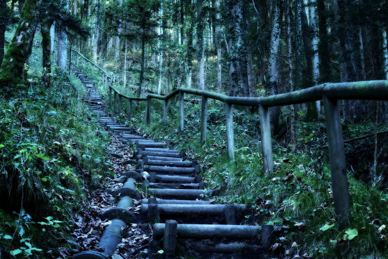 plant, leisure, green color, idyll, land, descent, angle, photography, surrounded, built structure, dream path, growth, landscape, migratory path, low
