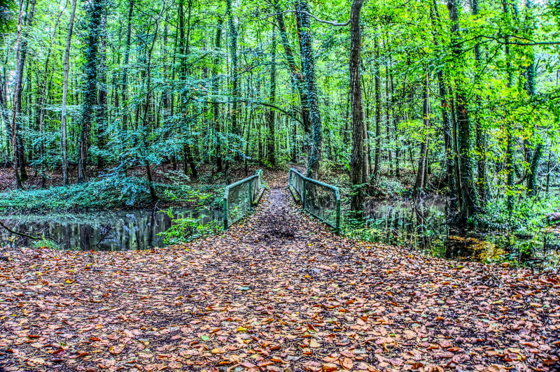 scenic, diminishing perspective, plant, forest path, the way forward, forest, tree, high dynamic range, day, iron, leaf, non-urban scene, bridge, tranquility