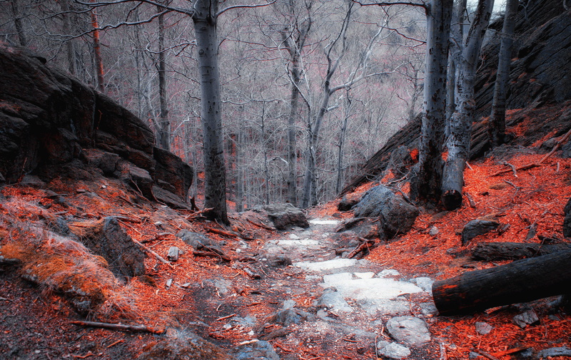 mountain, tourism, holiday, woodland, scenery, cold, trail, trees, outdoors, plant, the environment, photography, land, change, rock, tour, mountain hiking