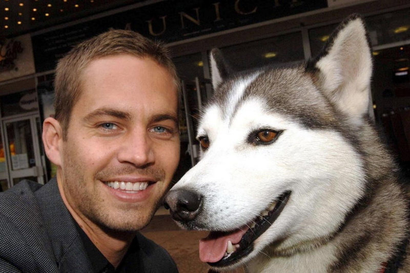 portrait, 1080P, paul walker backgrounds for widescreen, happiness, headshot, care, men, domestic animals, smiling, pets, pet owner, dog, sled dog, domestic