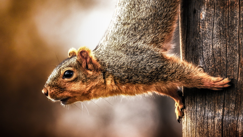 4K, rodent, wildlife, squirrel