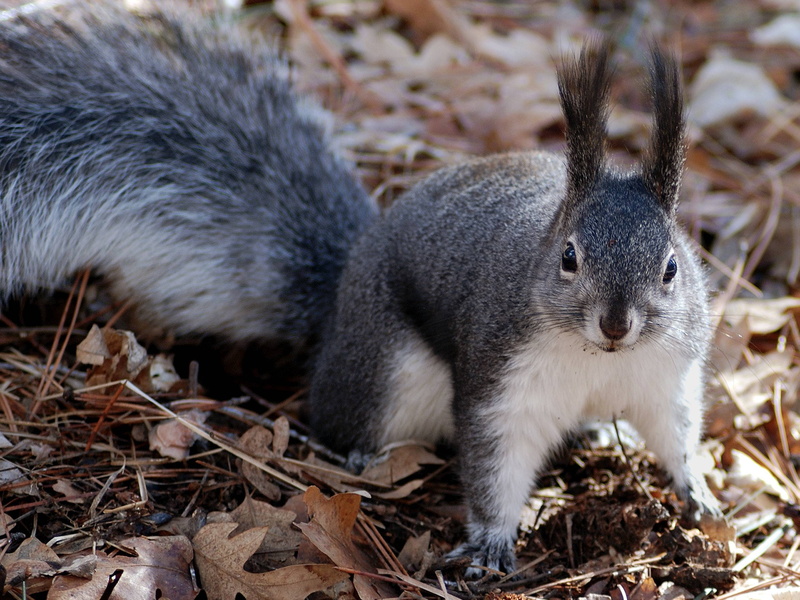 2K, outside, nature, animal, rodent, furry, squirrel