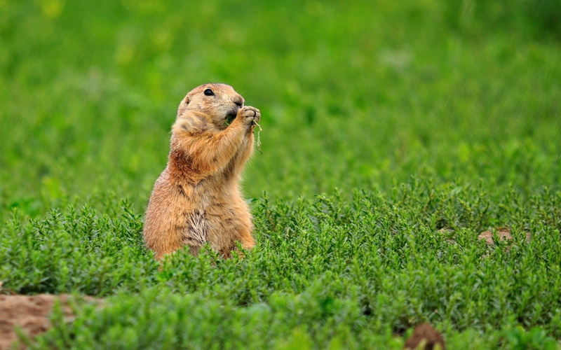 squirrel, wildlife, no people, marmot, land, paw, field, fur, animal, animal themes, small, ground Squirrel, grass, gopher, eating, alertness, mammal, one animal