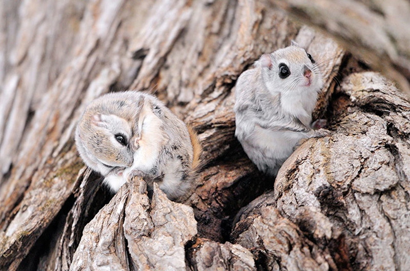 1080P, Flying Squirrel, Animal, Japan