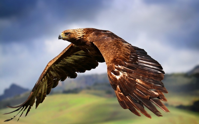 1080P, birds, eagle, flying