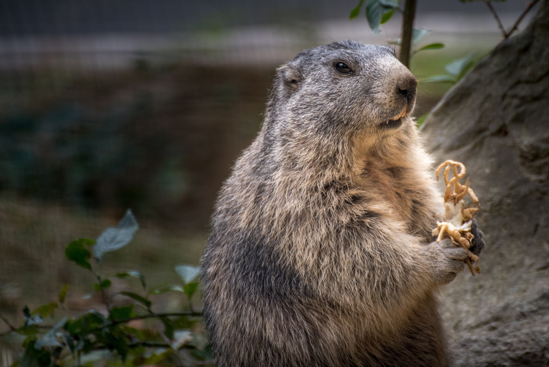 4K, looking away, animal themes, animals in the wild, one animal, rodent, underwater, marmot, black, field, animal, land, furry, brown, no people, looking