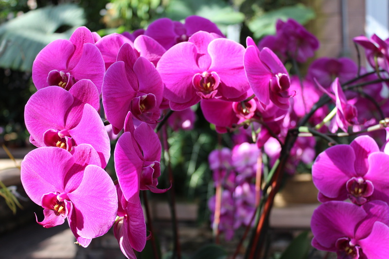 garden, flower head, focus on foreground, exotic, inflorescence, day, lilac, pollen, orchid, nature, petal, close-up, freshness, fragility, outdoors, color