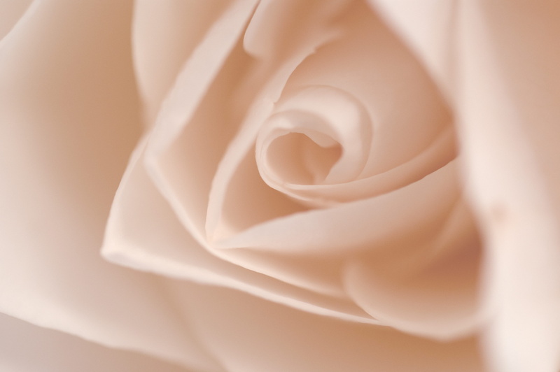closeup, event, beauty, vulnerability, love, softness, freshness, no people, rose, white color, flower head, close-up, plant, photography, fragility, texture