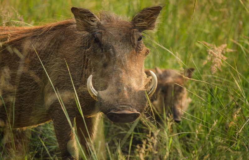 mammal, animals in the wild, ivory, savanna, animal wildlife, vertebrate, animal head, animal themes, animal, portrait, one animal, outdoors, gray, field