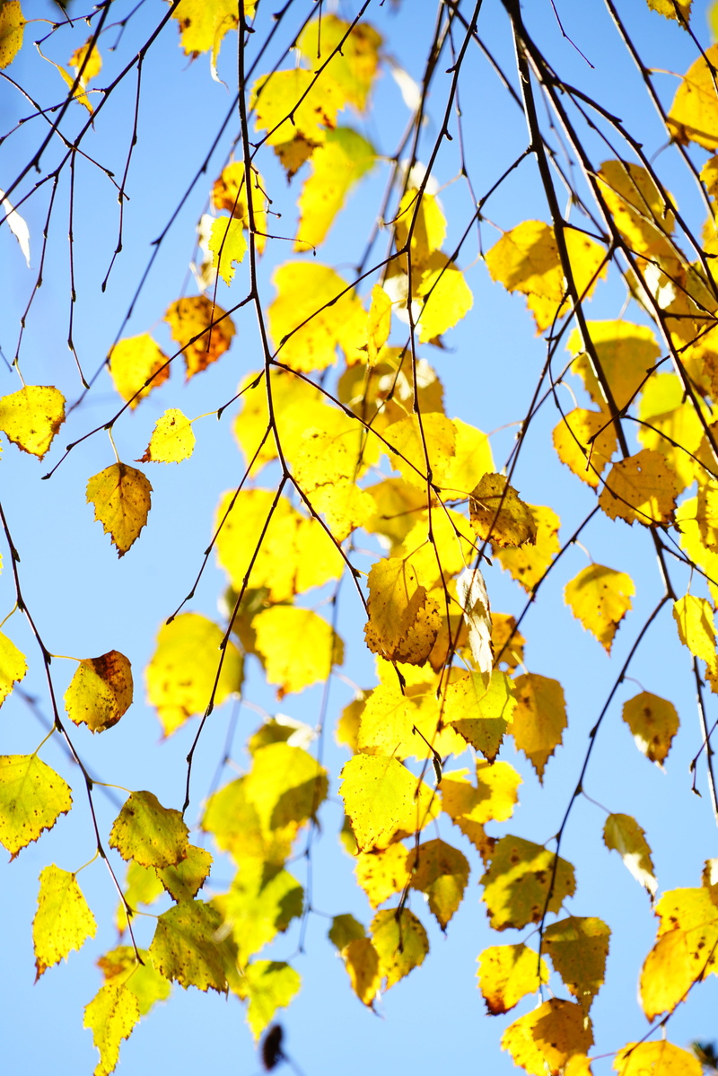 leaves, light tree, tree, outdoors, hang-birch, deciduous tree, autumn, weeping birch, vulnerability, clear sky, birch greenhouse, plenty of natural light
