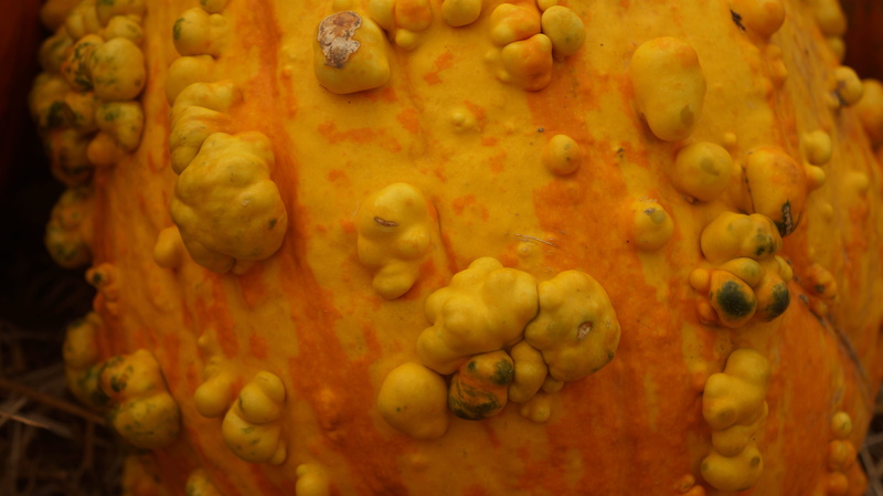 human representation, still life, gourd, yellow, vegetable, 5K, indoors, food, celebration, art and craft, sculpture, season, food and drink, colorful
